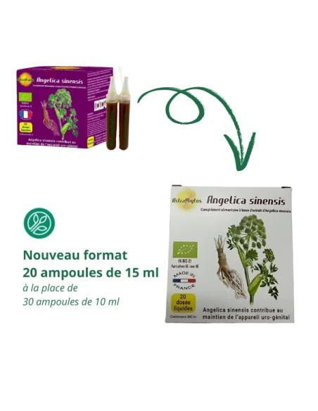 Angélique chinoise Astraphytos