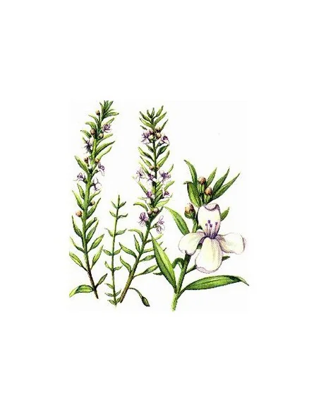 ACEITE ESENCIAL PRANAROM SALADO DE MONTAÑA - PRANAROM AROMATERAPIA ORGÁNICA