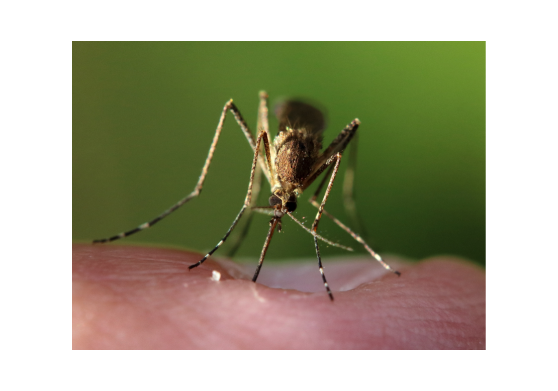 Produits anti-moustiques : soyez vigilants !